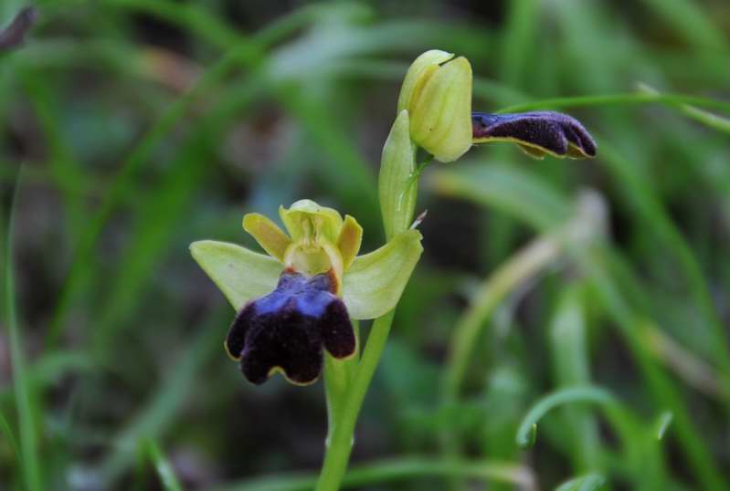 Ophrys iricolor subsp. eleonorae